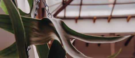 Una planta colgante con una cesta debajo, una barandilla de madera al fondo y un techo de cristal.