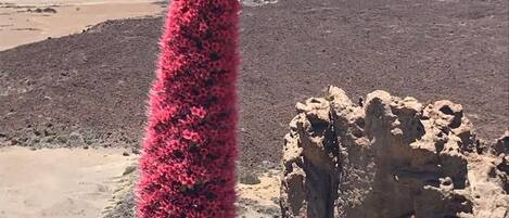 Un grand cactus aux fleurs roses, dans un paysage désertique caractérisé par un terrain rocheux et un ciel dégagé.