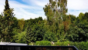 A lush garden with dense foliage and tall trees, a black metal fence, and a clear blue sky.