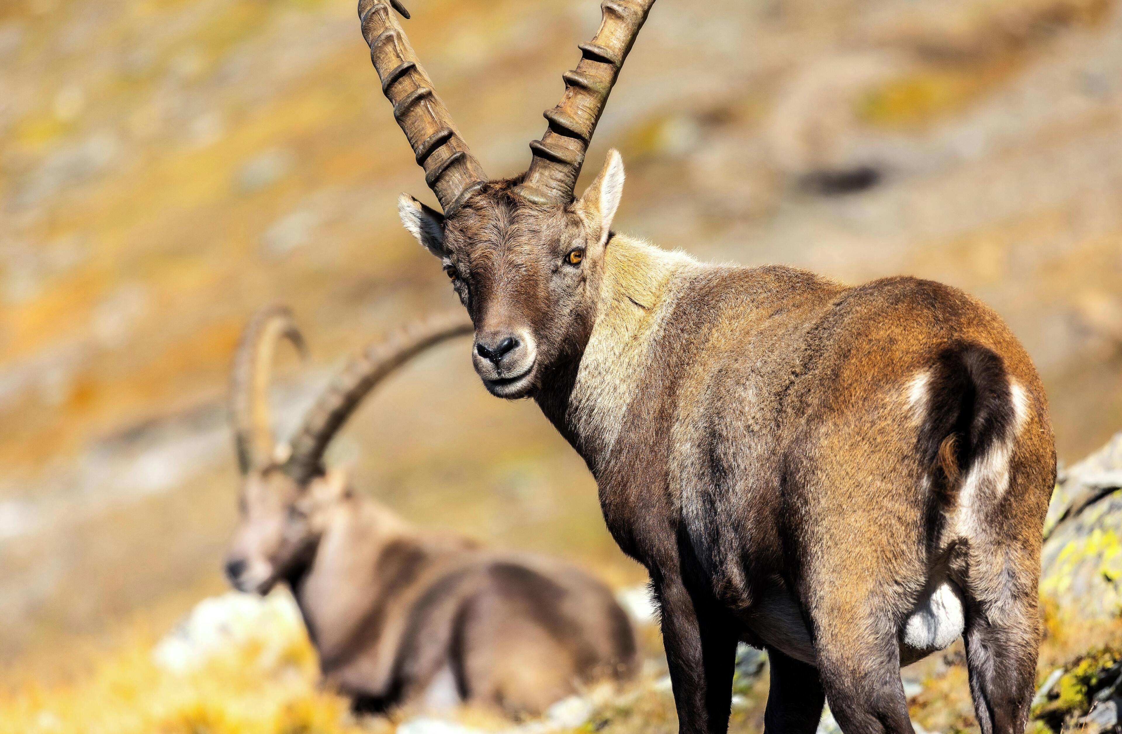 Een berggeit met grote hoorns op rotsachtig terrein.