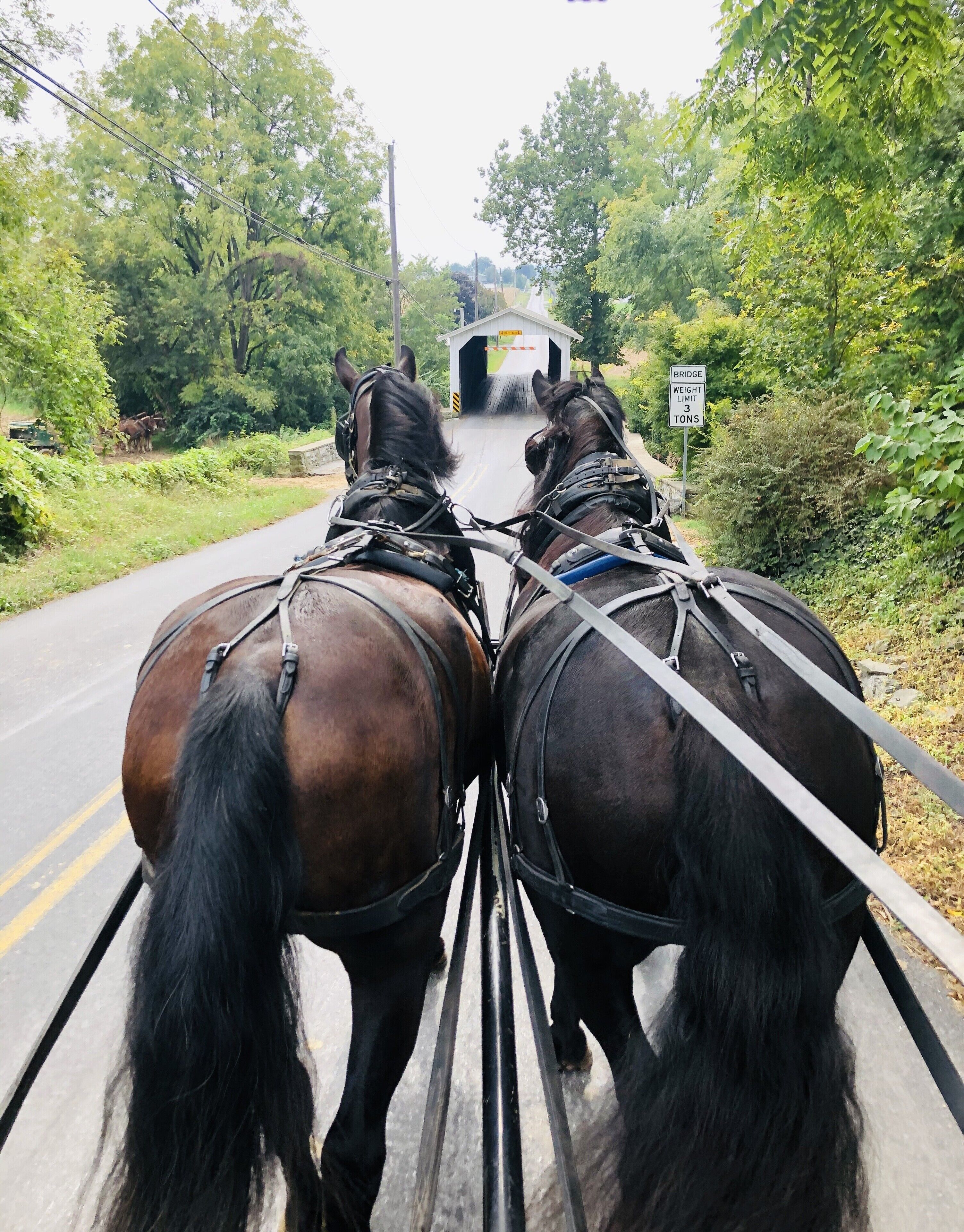 Local Amish buggy rides are the best! We recommend AAA Buggy Rides.