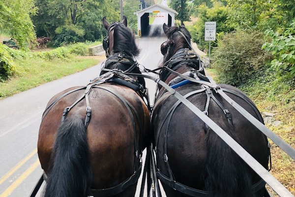 Local Amish buggy rides are the best! We recommend AAA Buggy Rides.