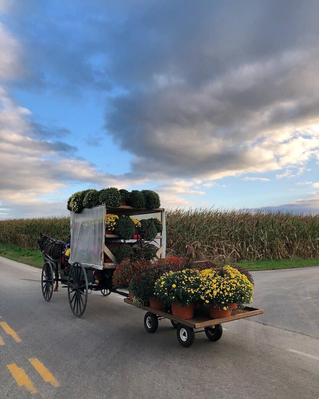 Carrinho de flores com uma carruagem puxada a cavalo numa estrada, com um campo de milho ao fundo.