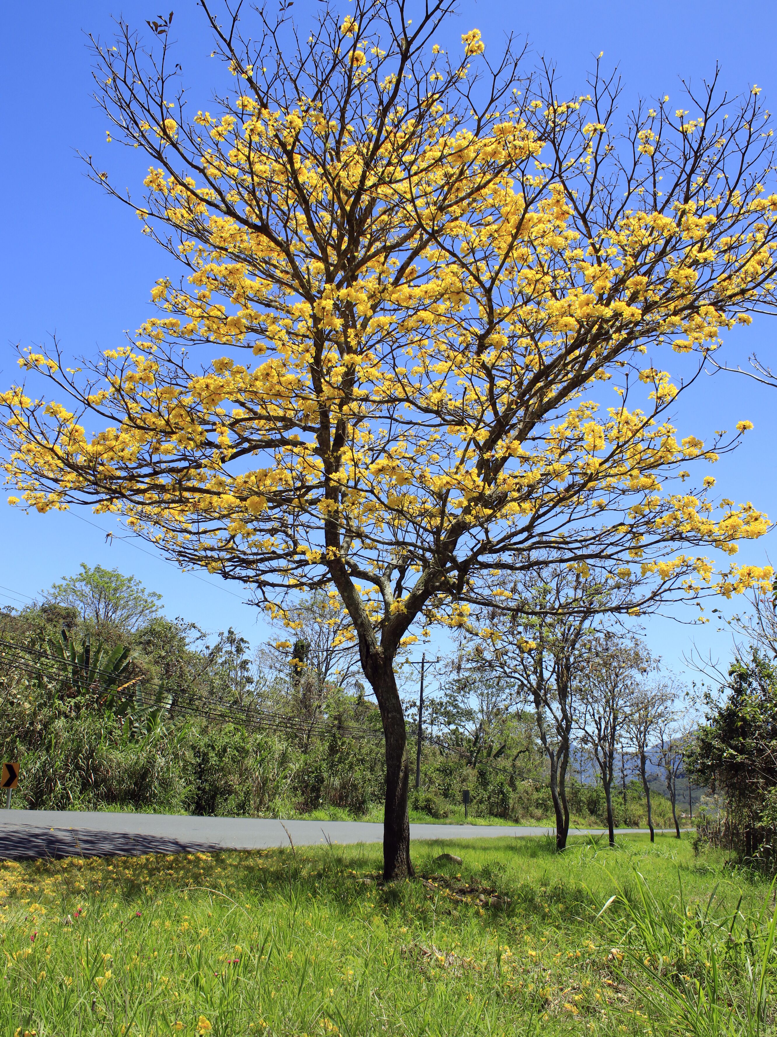 A tree with yellow flowers in a grassy area with a road in the background.