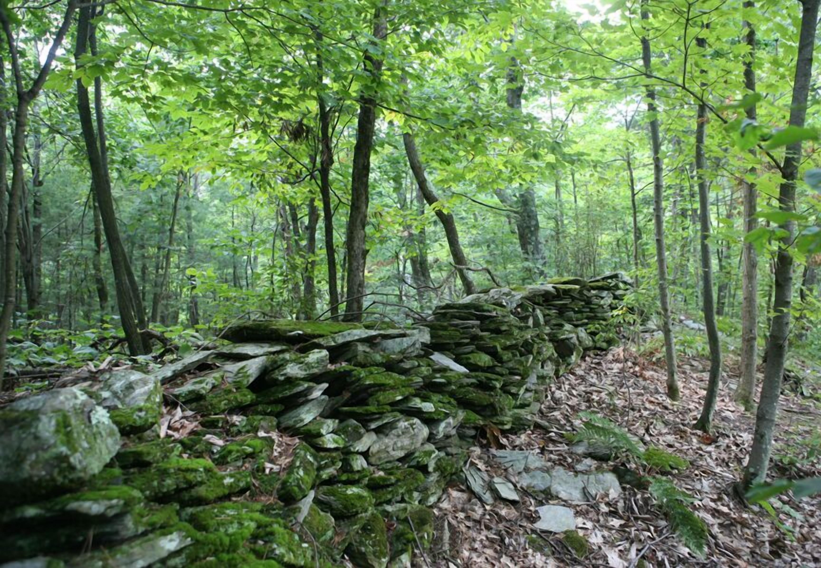 A forest with a stone wall.