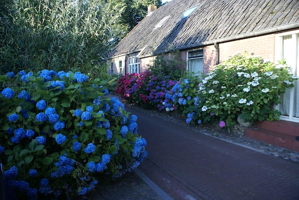 A narrow brick pathway flanked by lush greenery and flowering bushes.