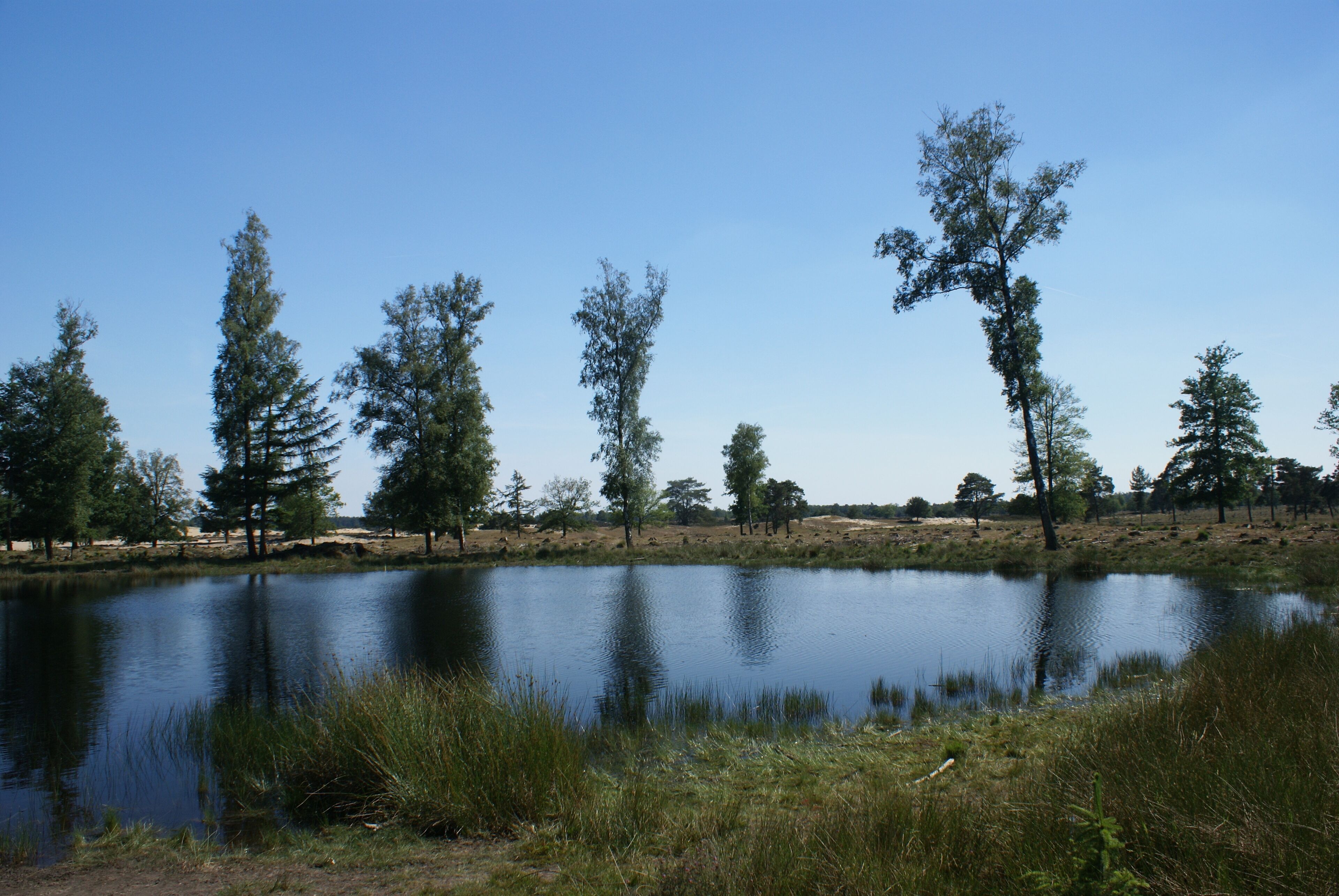 Un paysage paisible avec un étang tranquille, entouré d’arbres et de zones herbeuses.