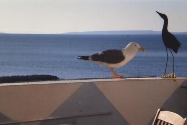 Vue sur la plage/l’océan