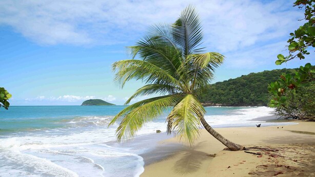 A beach with a palm tree, ocean waves, and a distant island.