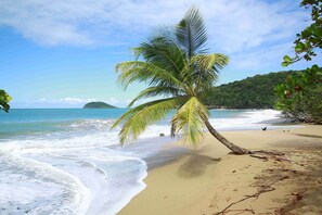 A beach with a palm tree, ocean waves, and a distant island.