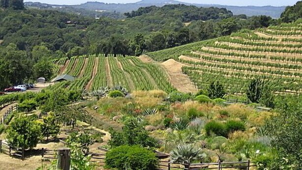 A vineyard with rows of grapevines, a wooden fence, and a small building.