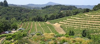 Wine Country beautiful Glen Ellen, Sonoma Valley Secluded Sophistication.