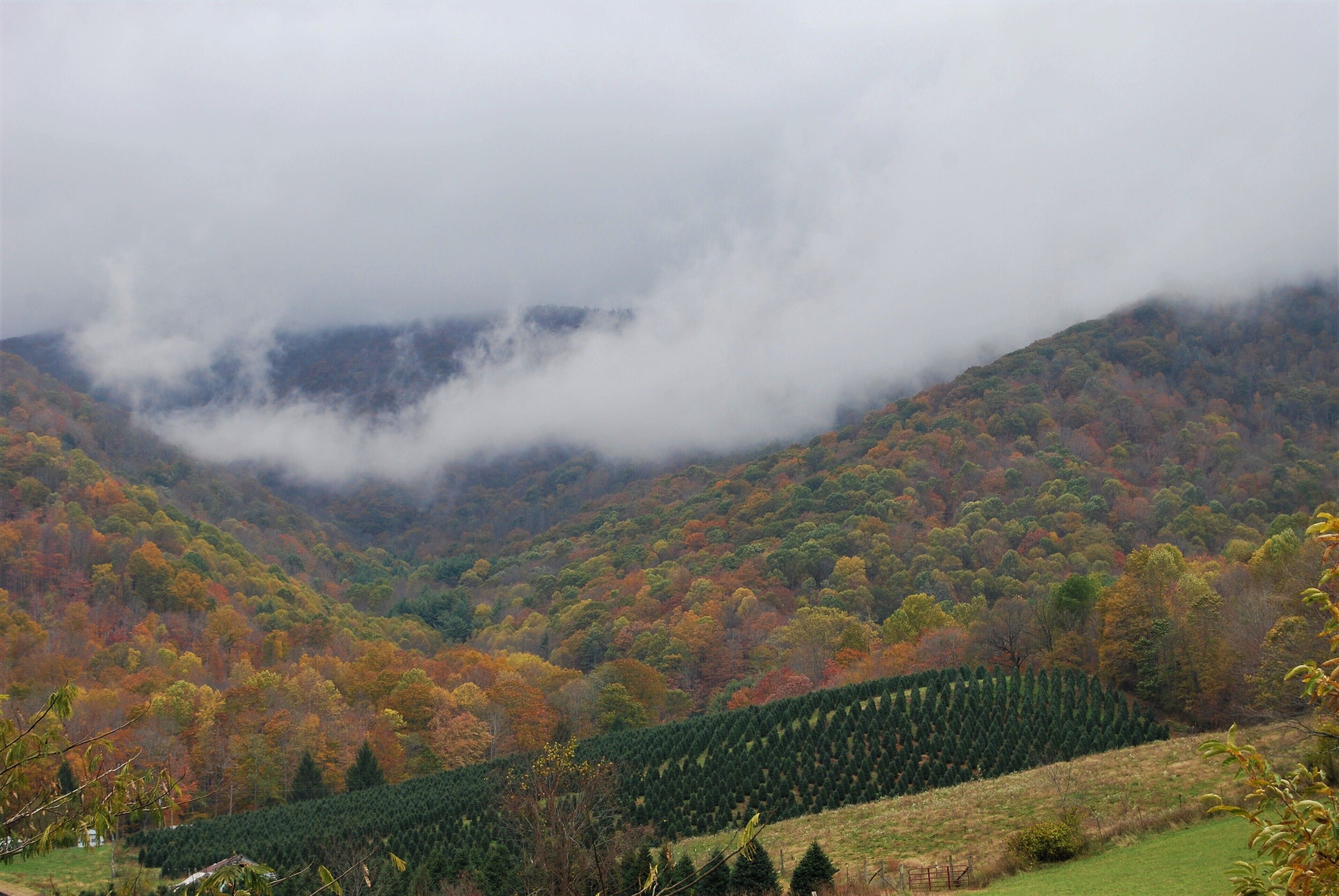 Un paysage montagneux avec une zone boisée et une rangée d’arbres soigneusement taillés.