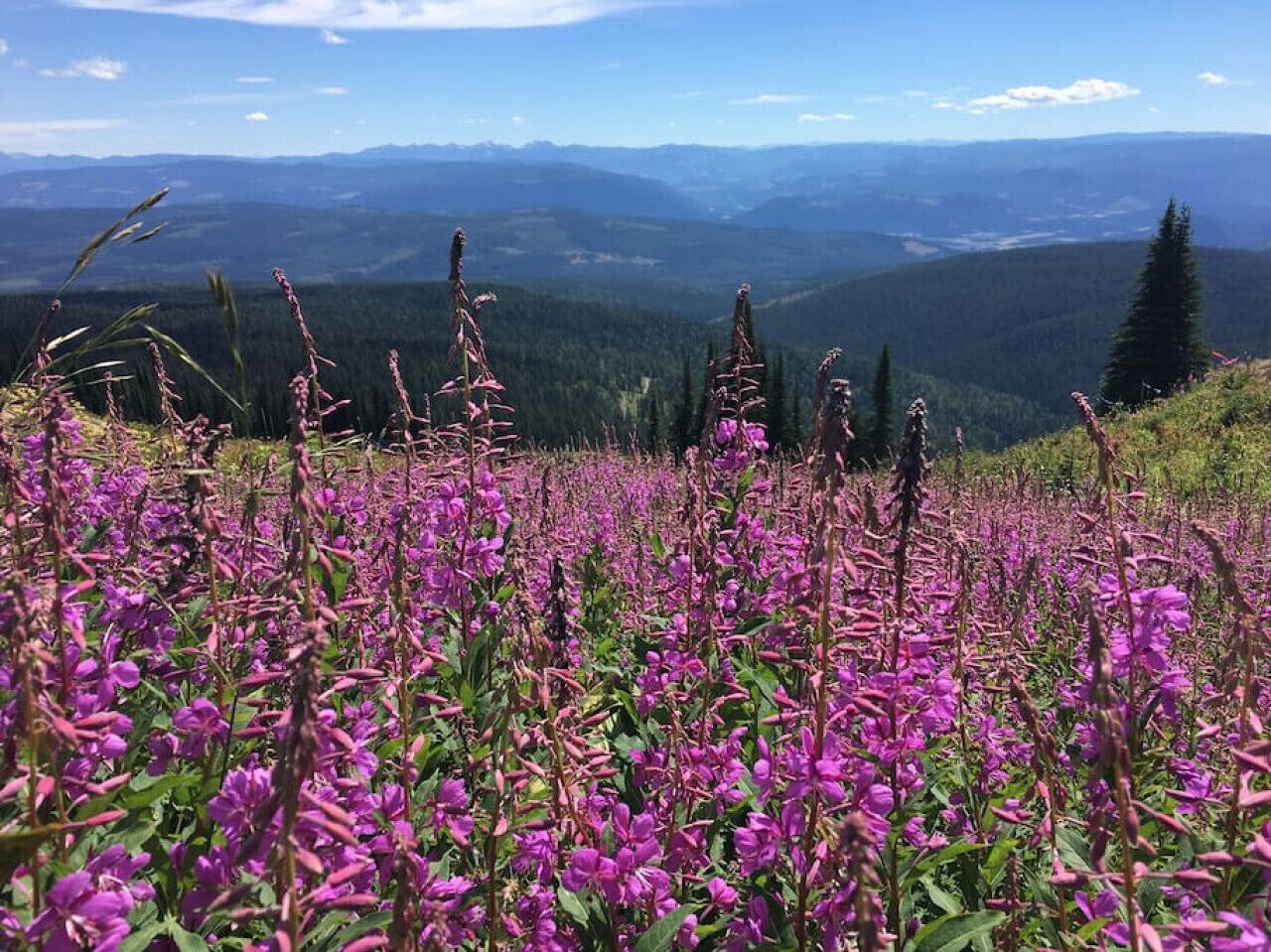 Un campo de flores moradas con un paisaje montañoso al fondo.