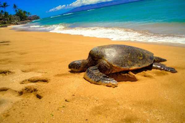 Una tortuga en una playa arenosa con olas del océano al fondo.