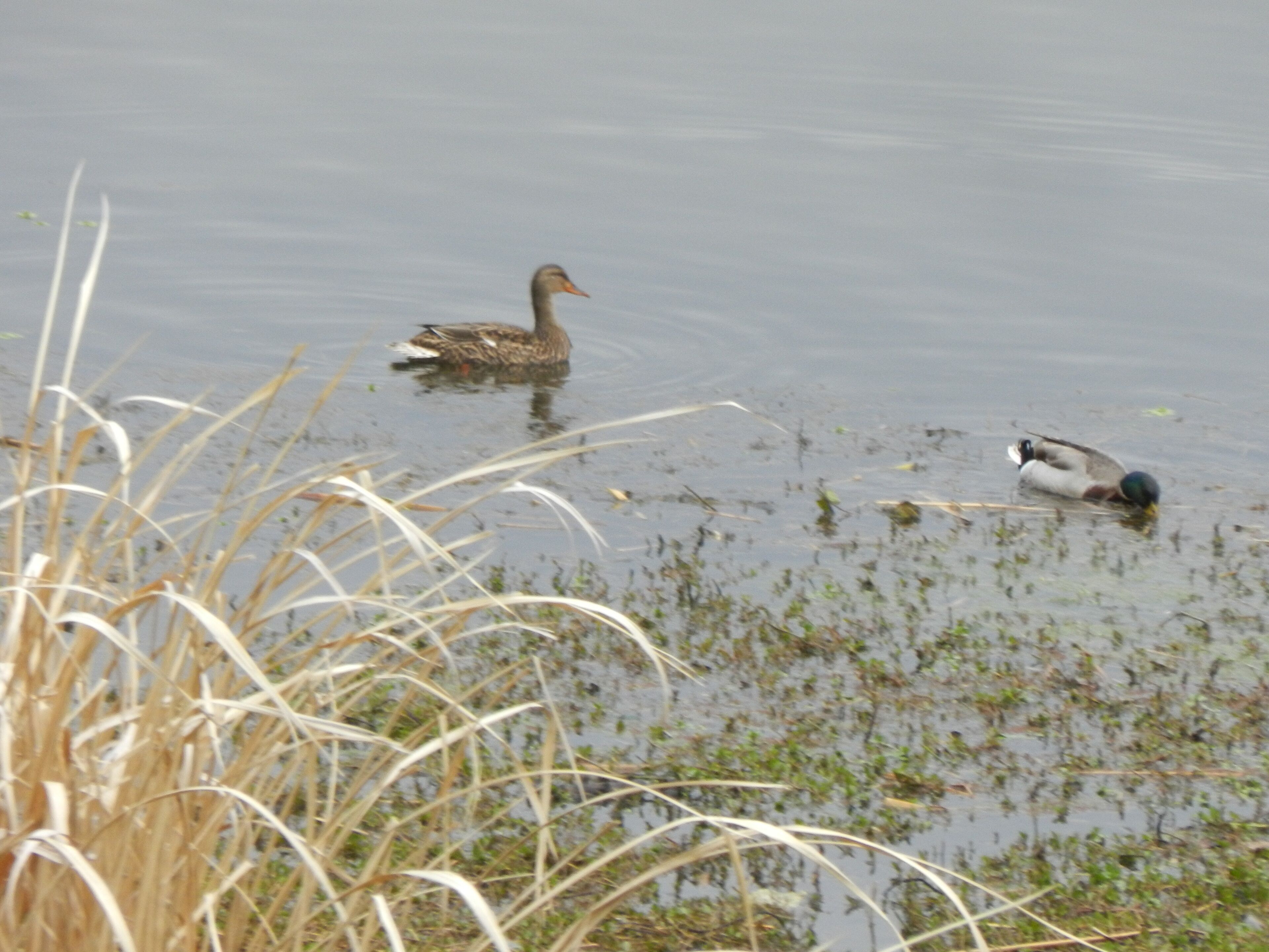 Un pato nada en un cuerpo de agua, con pastos altos al frente.