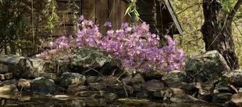 Full glass foran hytte i fjellet nær Beaver Lake