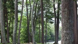 A forested area with tall trees and a grassy field.