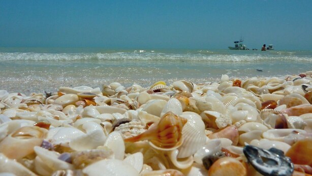A beach with a variety of seashells scattered across the sand. - 5-bedroom vacation home in the Village with just a short walk to Captiva Beach! (Captiva)