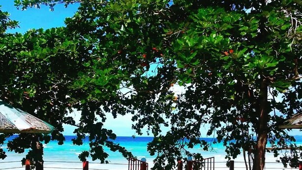 A beach with a tree-lined pathway leading to a beach gate, a small structure with a thatched roof, and a clear view of the ocean. - D's Ocean View Beach Resort (Siquijor)