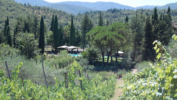 Viñedos con hileras de vides, una zona de piscina con sombrillas y vistas a montañas distantes.