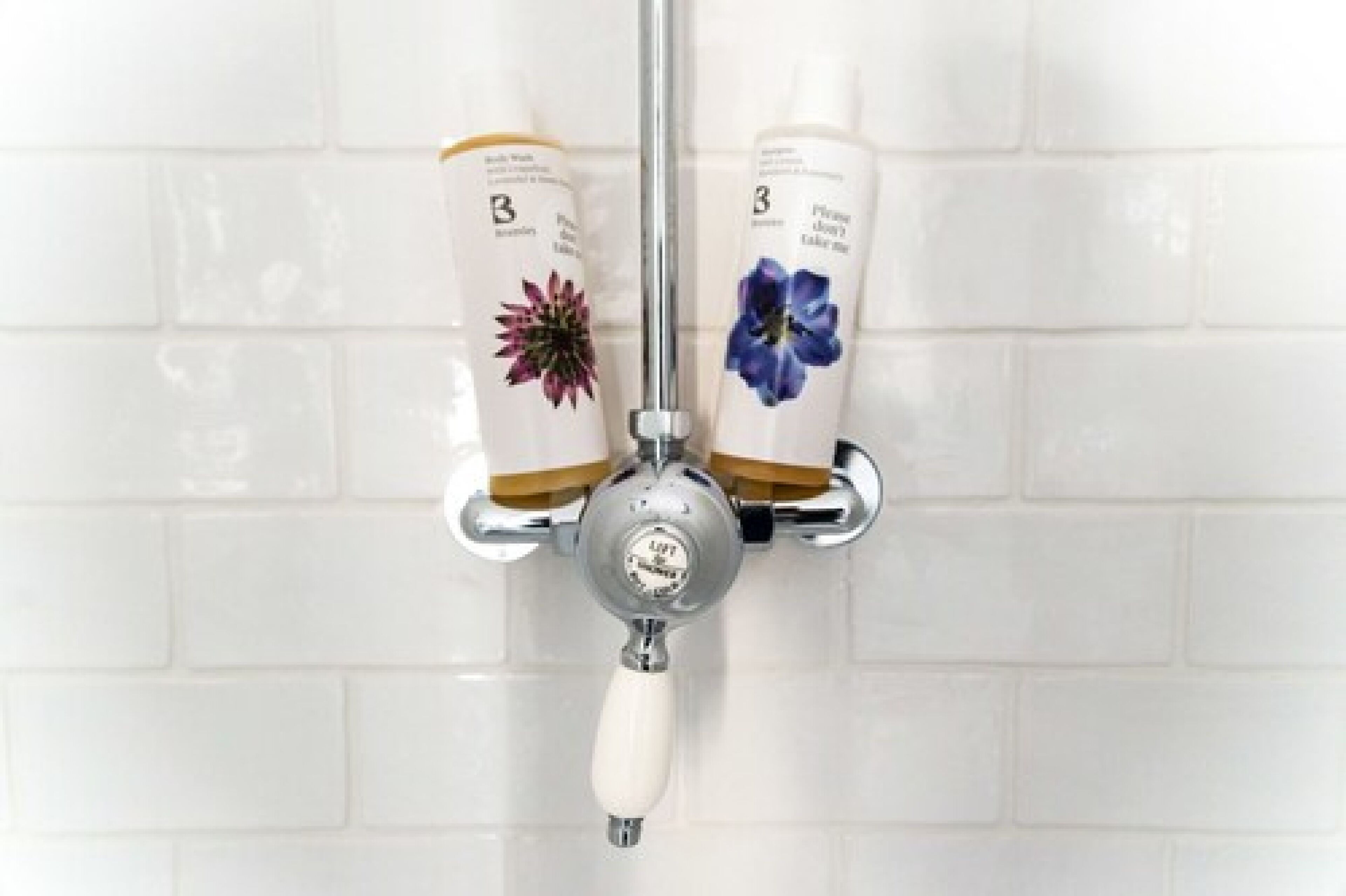 Foto - The Black Fox