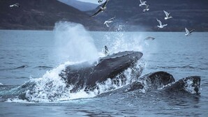 Ecotours - Aurora Glamping By The Whales (Skjervoy)