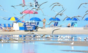 Seagulls flying over a beach with umbrellas and beach chairs in the background. - Relax In The Sunshine! Lovely 2B/2B Vacation Condo w/ All Weather Lanai, Walk To Beach, Resort Pool! (Fort Myers Beach)