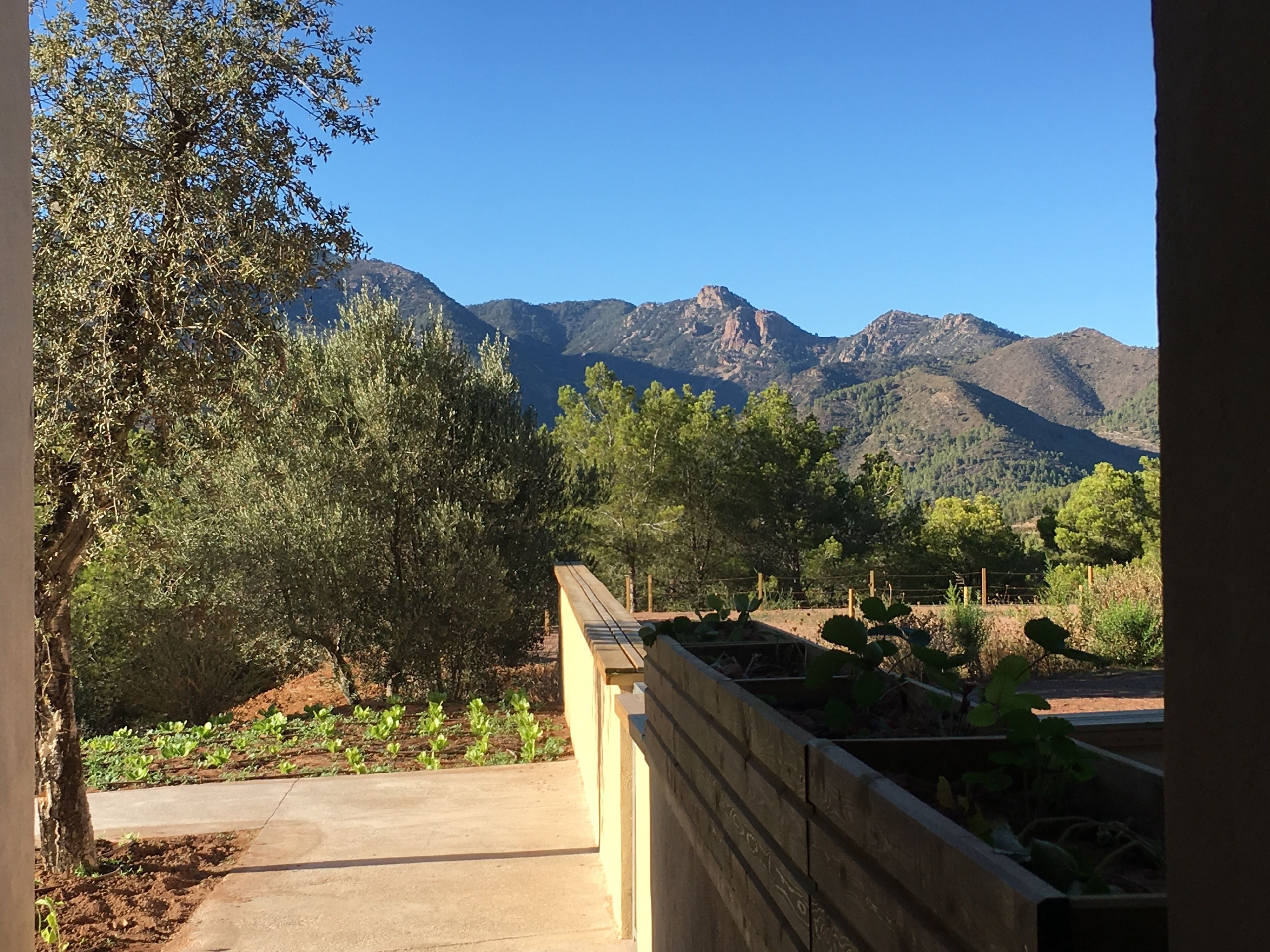A view of a garden with a wooden bench and a concrete path, surrounded by trees and plants, with mountains in the background.