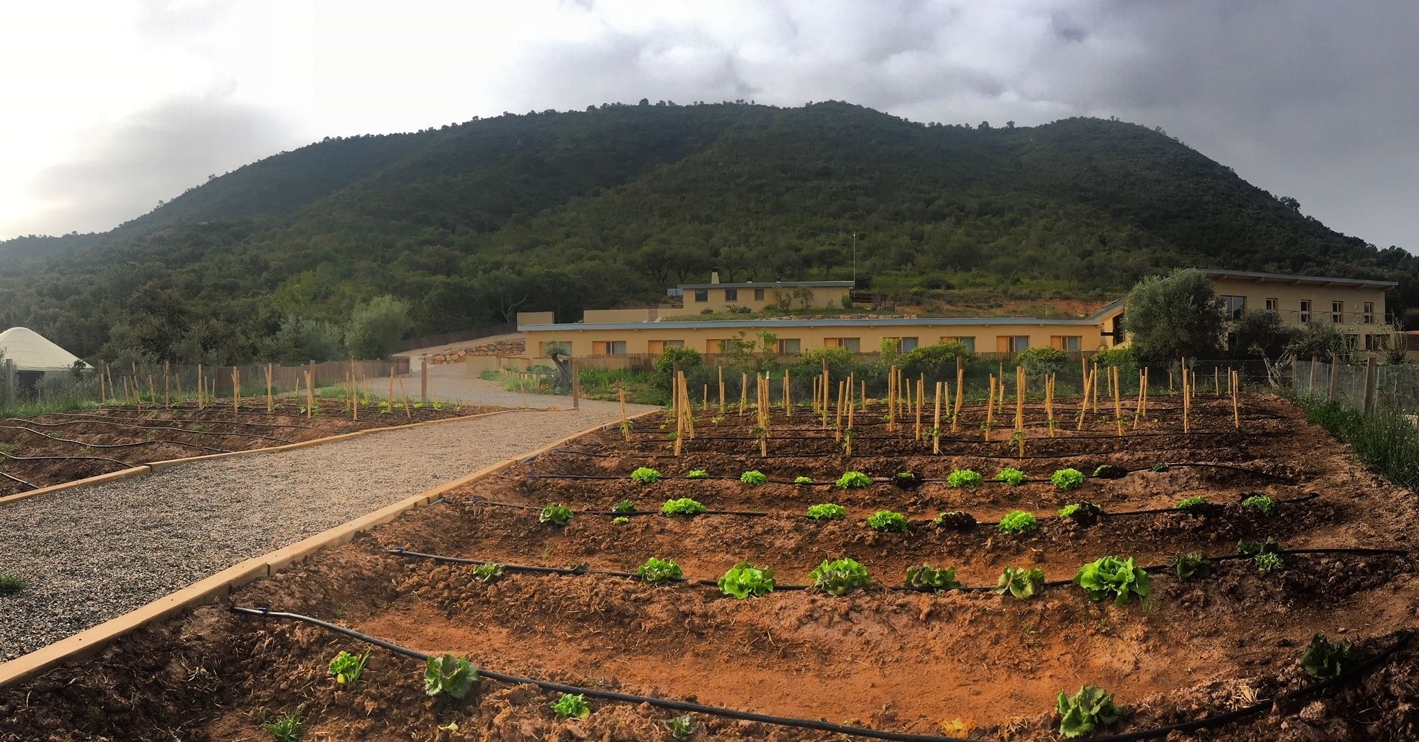 Un jardín con camas elevadas y un sendero de grava, rodeado por una valla y un edificio al fondo.
