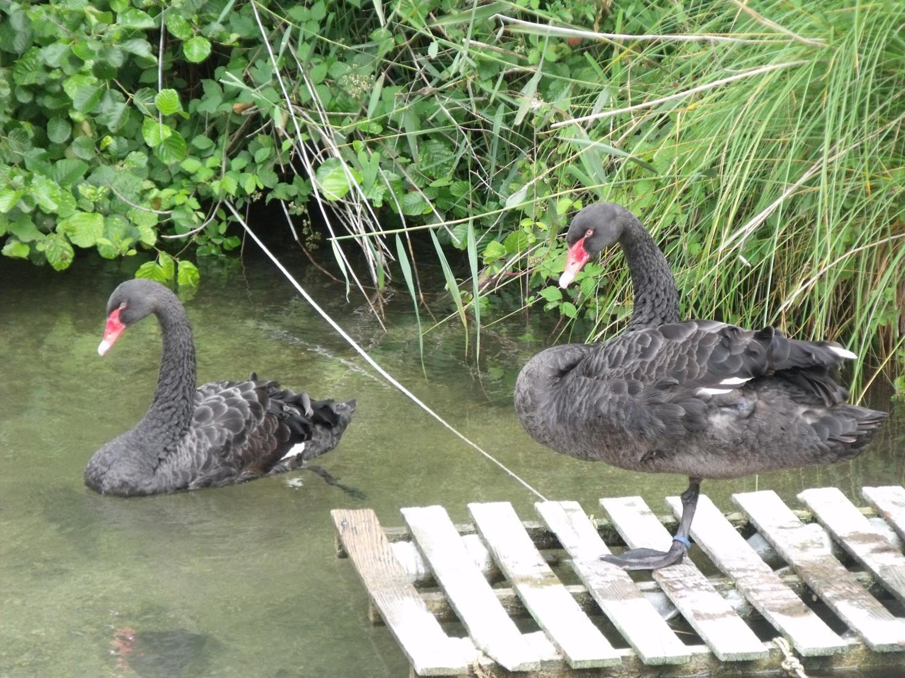 Two black swans in a pond with a wooden dock.