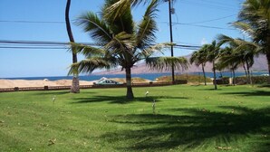A grassy area with palm trees and a view of the ocean.
