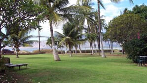 A grassy outdoor area with palm trees and a bench.