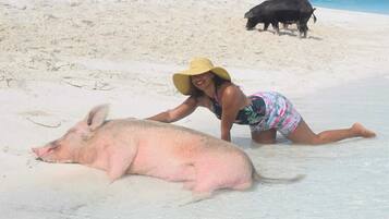 On the beach, sun-loungers, beach towels