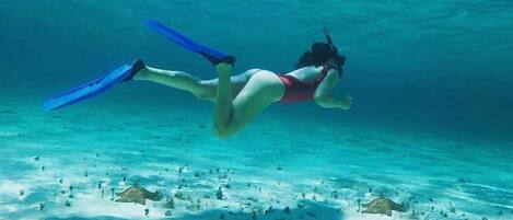A diver underwater with fins, surrounded by marine life and coral formations.
