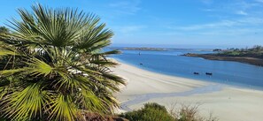 Una playa con cielos despejados, aguas tranquilas y una palmera al frente.
