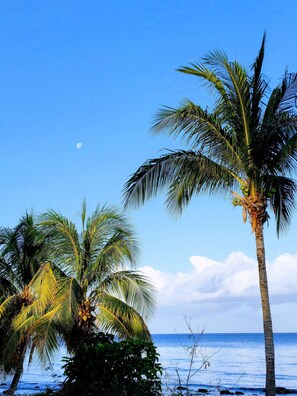 A beach with palm trees and a clear sky.