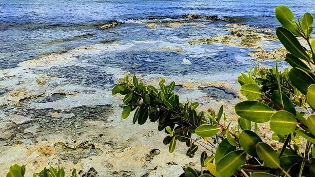 Una playa con agua azul cristalina, costa rocosa y follaje verde en primer plano.