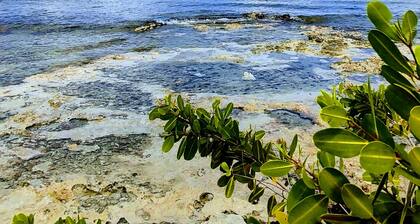 138US / Nacht Cozumel Ocean Front 2 Schlafzimmer Villa Beach Front Oceanfront Beachfro