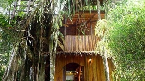 Une cabane perchée dans un arbre, avec une structure extérieure en bois et un toit de chaume, entourée d’un feuillage dense.