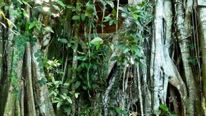 Une jungle dense, avec de grandes racines d’arbres et un feuillage luxuriant.