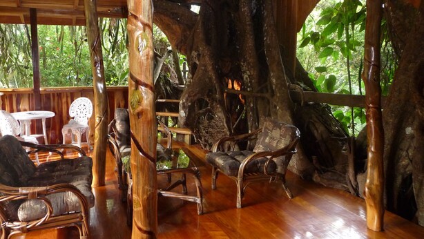 Un espace intérieur aménagé avec du mobilier en bois et un décor d’inspiration naturelle, dont un grand tronc d’arbre constitue l’élément architectural central.