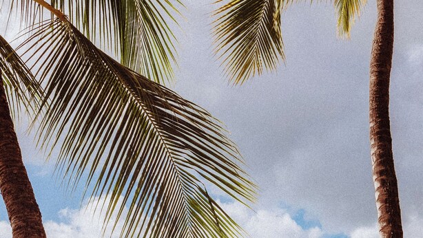 A beach with palm trees, clear water, and a distant view of buildings. - Royal Grove Waikiki (Honolulu)