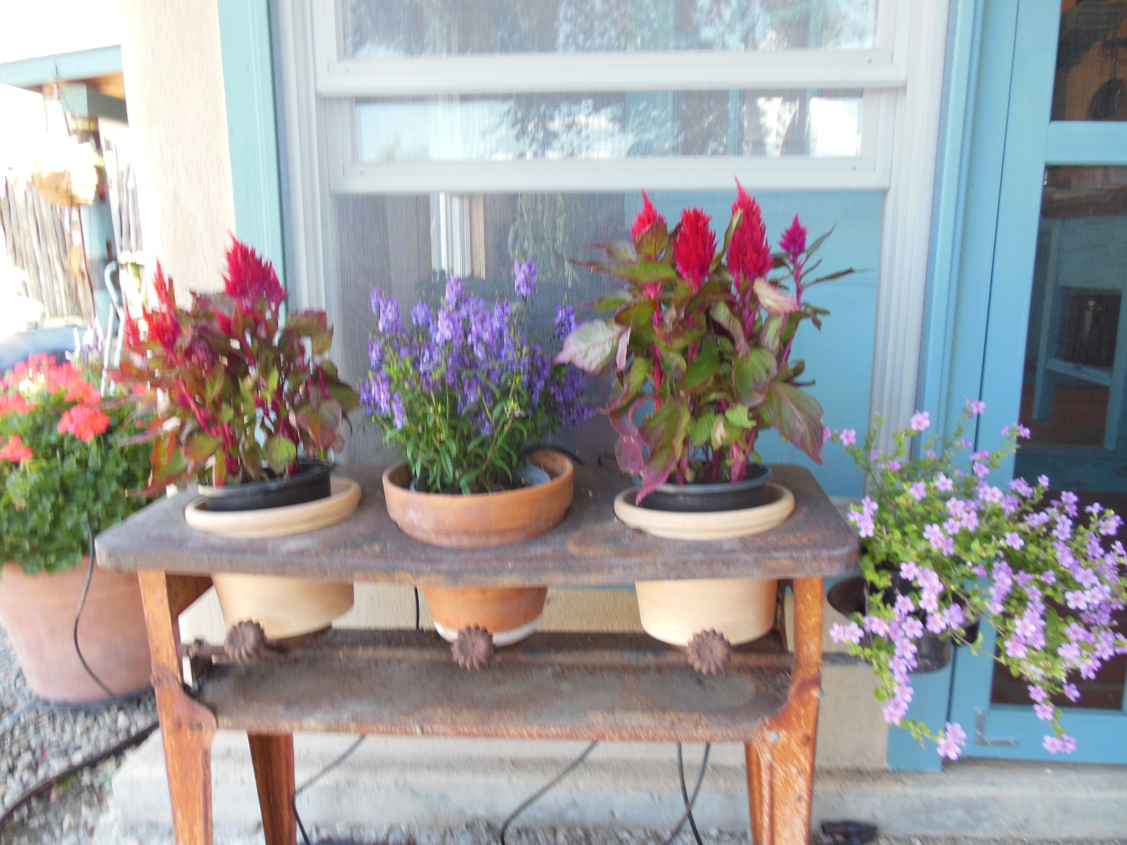 A wooden table with three flower pots containing various plants.