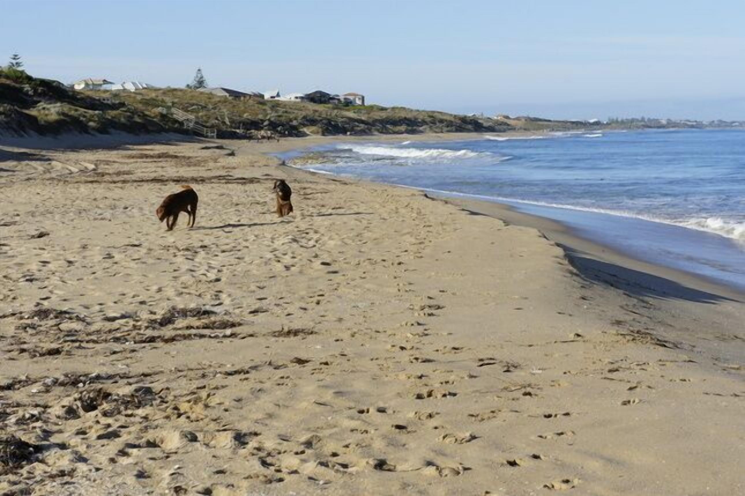 Beachfront Holiday House - Pet friendly Ocean Frontage — image 27