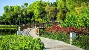 Una pasarela de madera que conduce a un puente sobre un cuerpo de agua, rodeada de abundante follaje y palmeras.