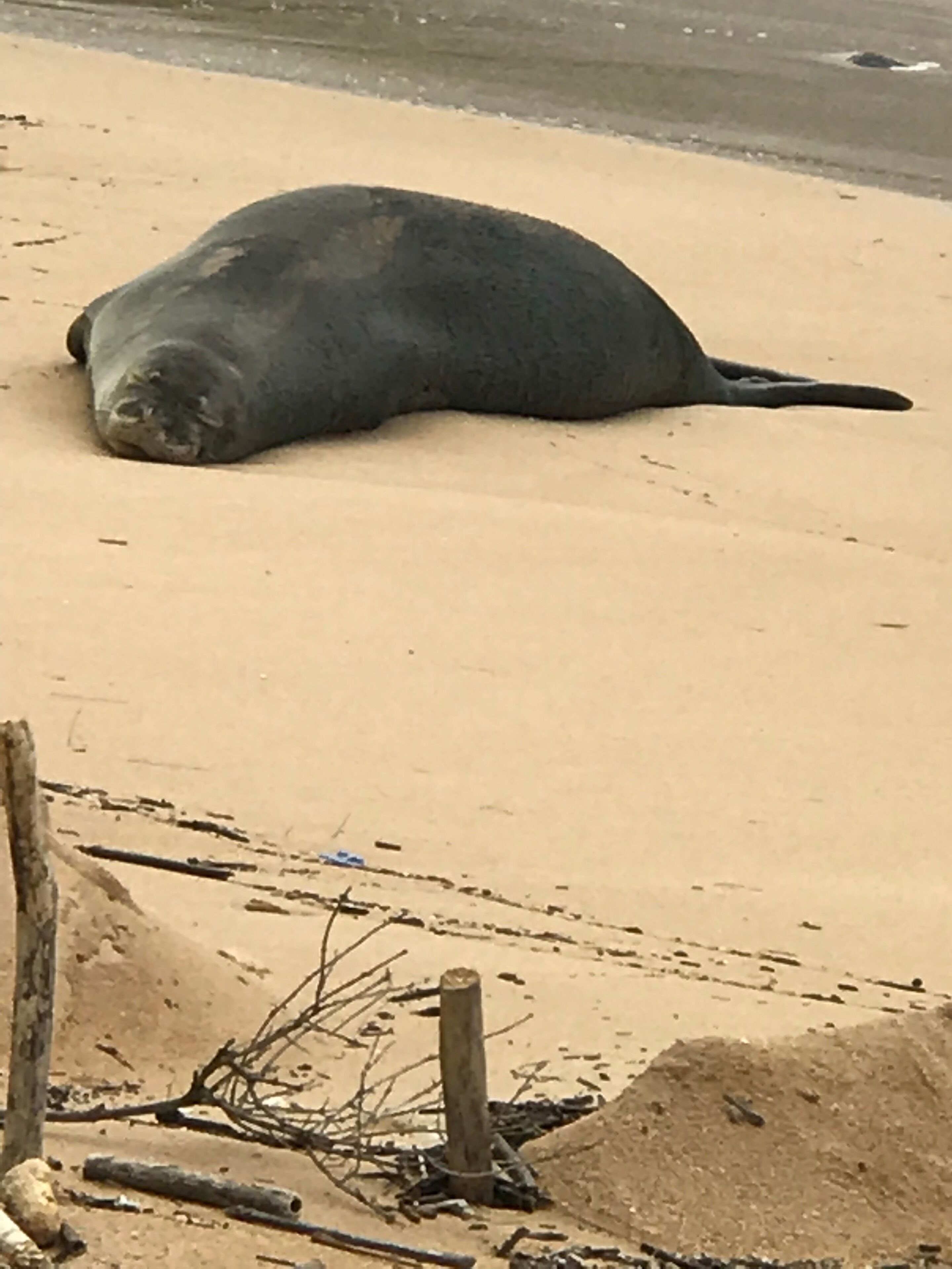Una foca sdraiata sulla sabbia, con una recinzione e alcuni detriti sullo sfondo.