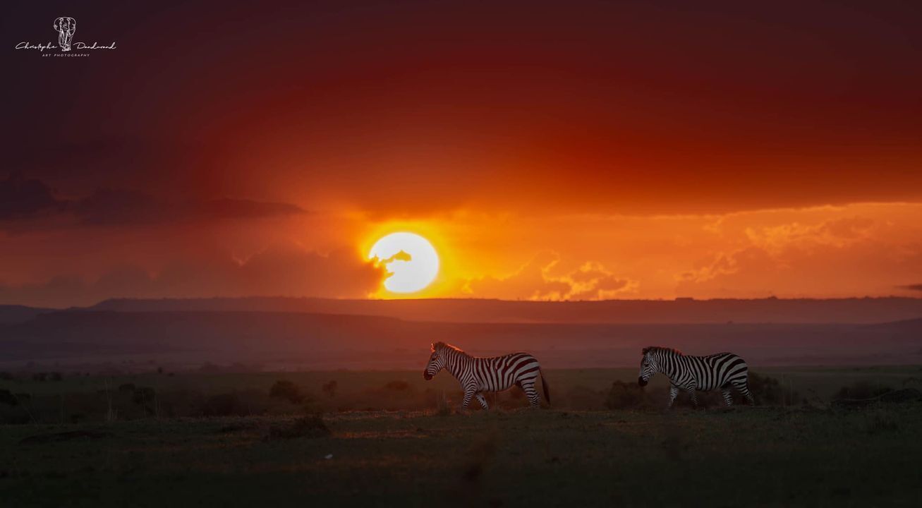 Atardecer sobre una sabana con dos cebras pastando.