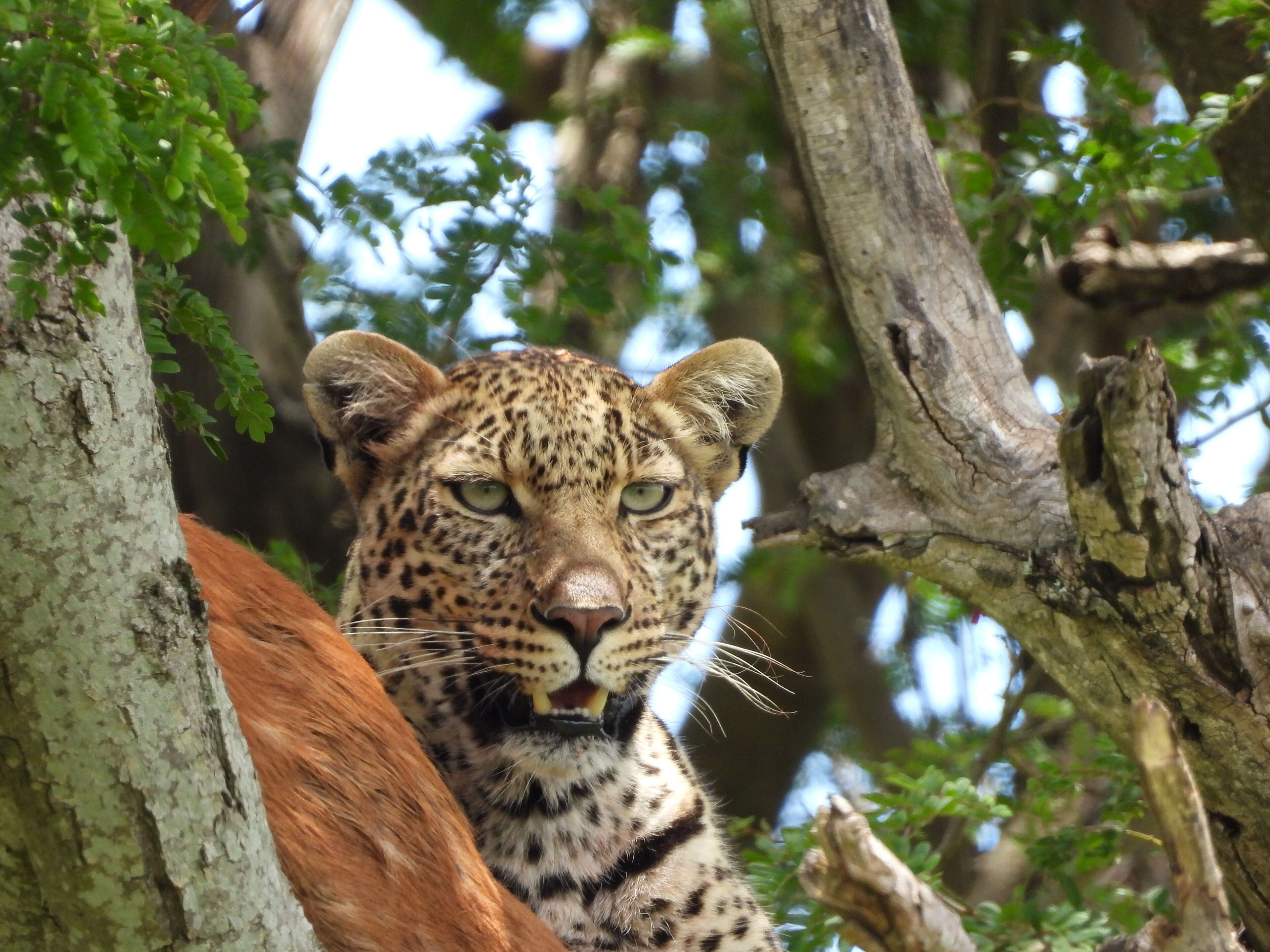 A leopard with a spotted coat, partially obscured by tree branches.