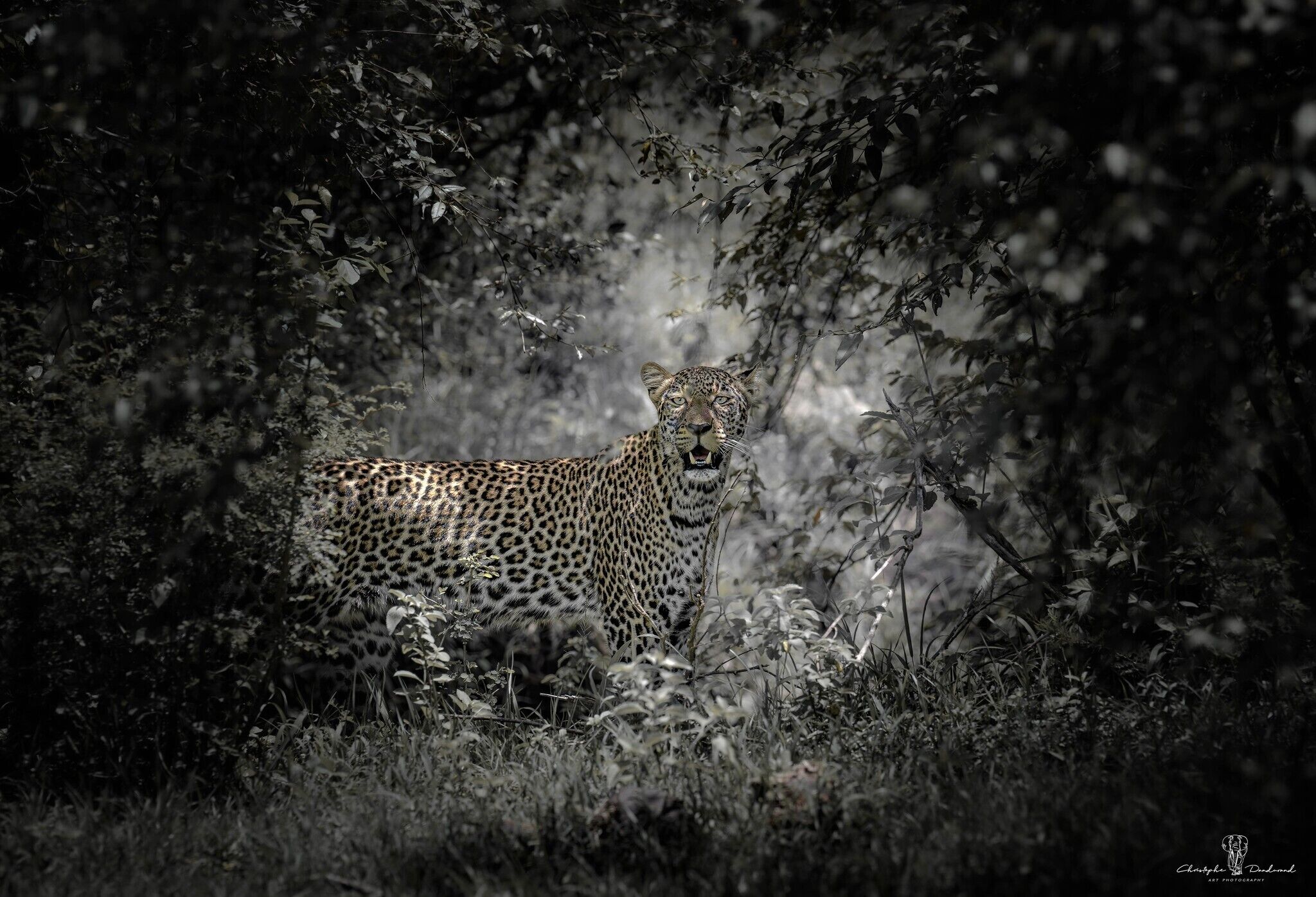 A leopard in a natural setting with dense foliage.